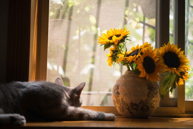 Mačka leží pred oknom a vedľa vázy so žltými kvetmi